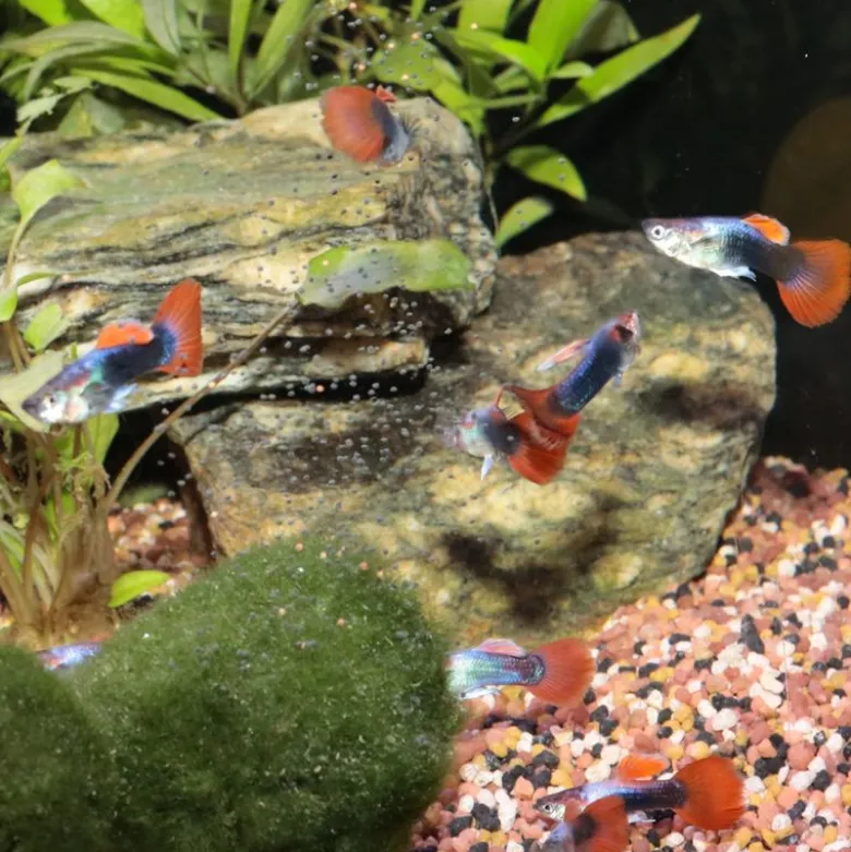 JBL ProNovo Guppy Grano S