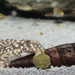 JBL ProNovo Pleco Wafer M