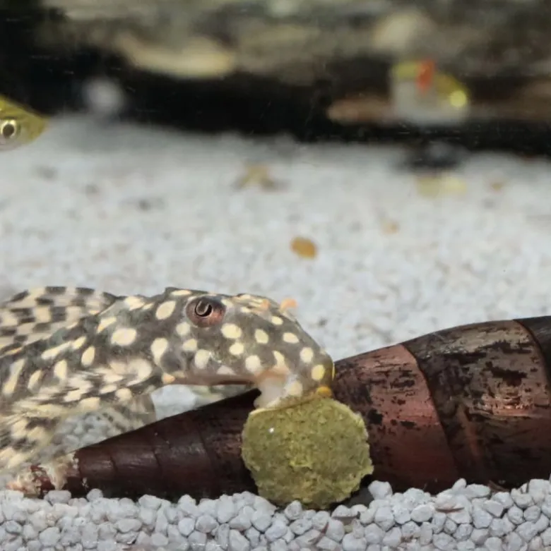 JBL ProNovo Pleco Wafer M