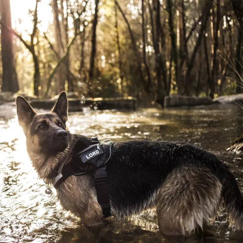 JULIUS-K9 IDC® hundesele, camouflage
