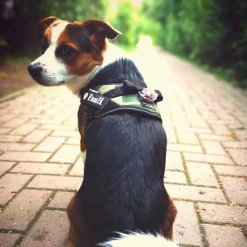 JULIUS-K9 IDC® hundesele, camouflage