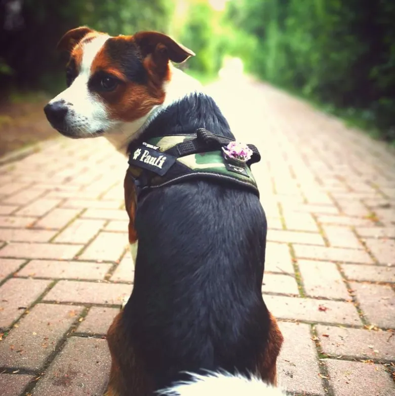 JULIUS-K9 IDC® hundesele, camouflage