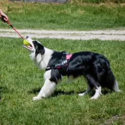 Julius-K9 IDC hundesele, mørk pink