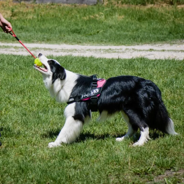 Julius-K9 IDC hundesele, mørk pink