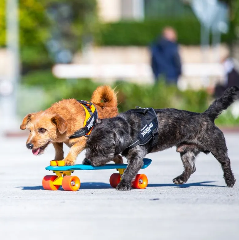 JULIUS-K9 IDC® hundesele sort