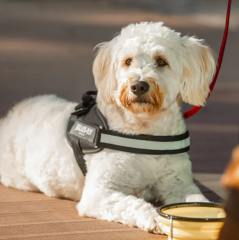 JULIUS-K9 IDC® hundesele sort