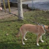 JULIUS-K9 IDC® Tau-snor