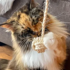 Kater Kasimir Abeknytnæve