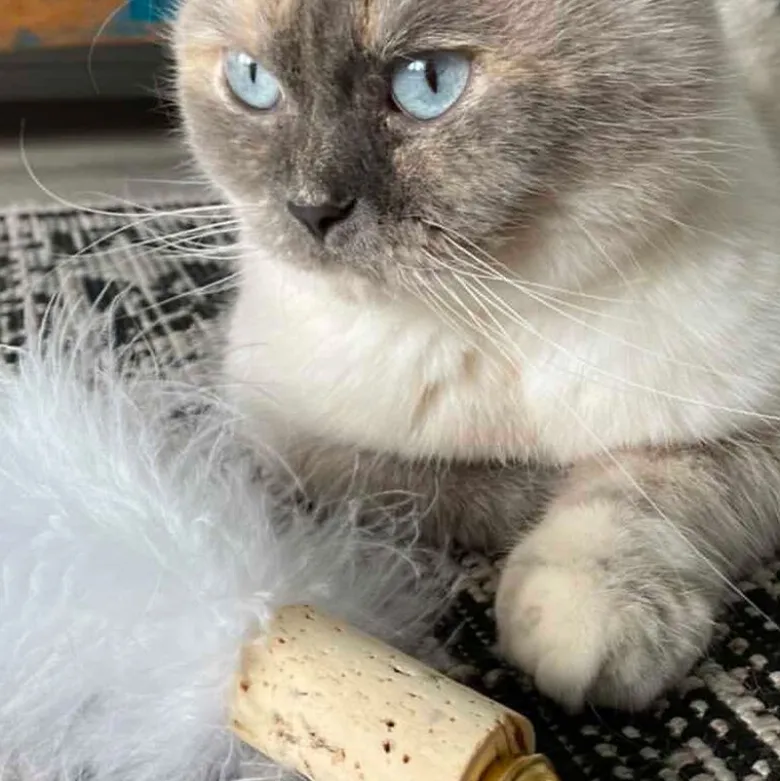 Kater Kasimir Fjerbold