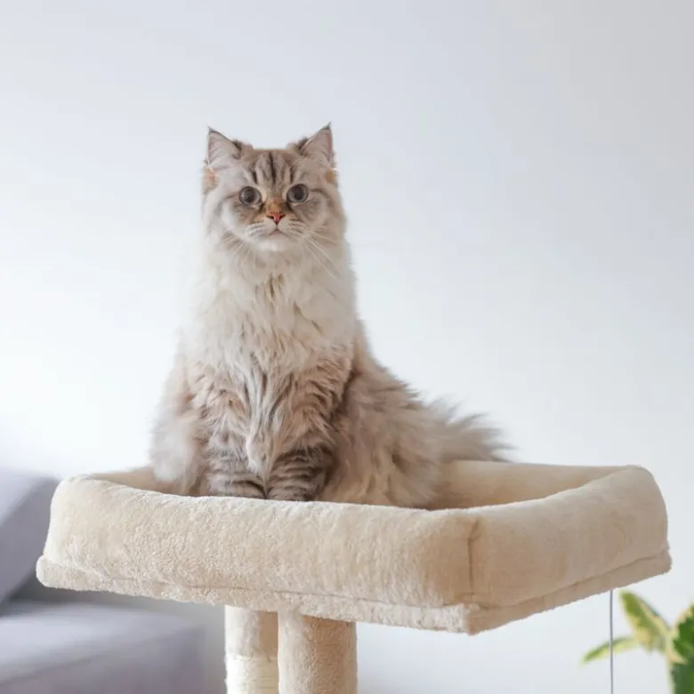 Kerbl Pet kradsetræ Alessia, beige