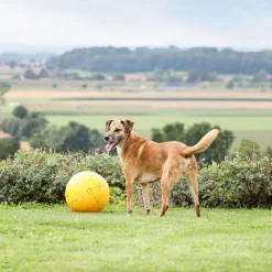 Kerbl Pet legebold til hunde
