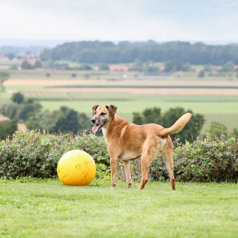 Kerbl Pet legebold til hunde