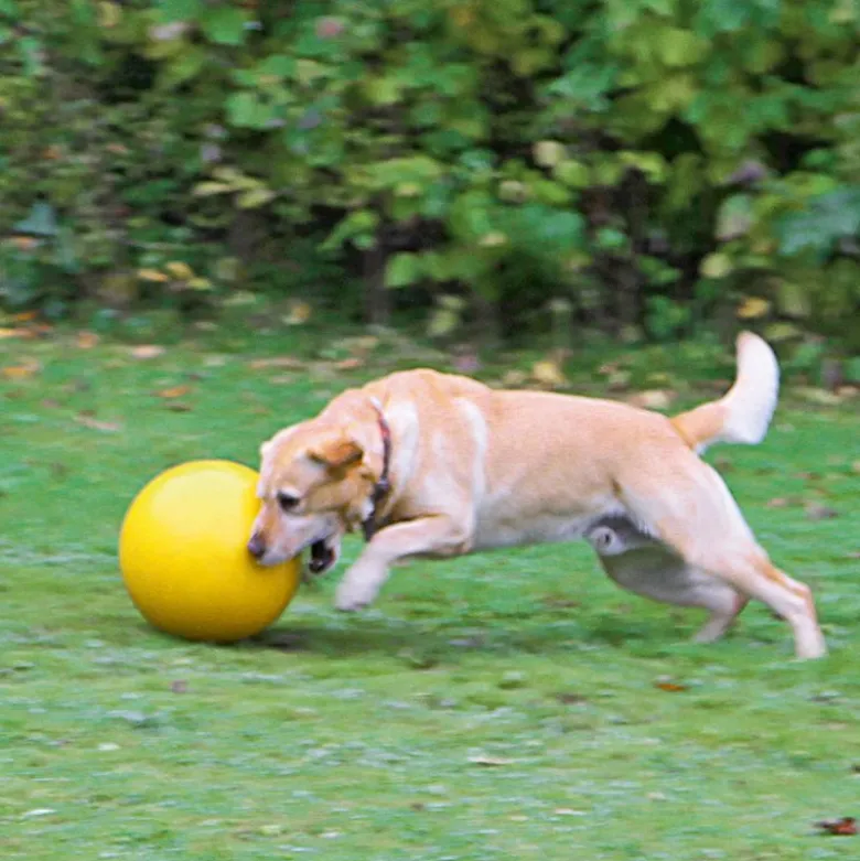 Kerbl Pet legebold til hunde