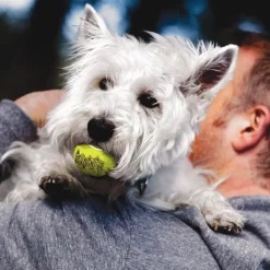 KONG AirDog Squeaker tennisbold med piv