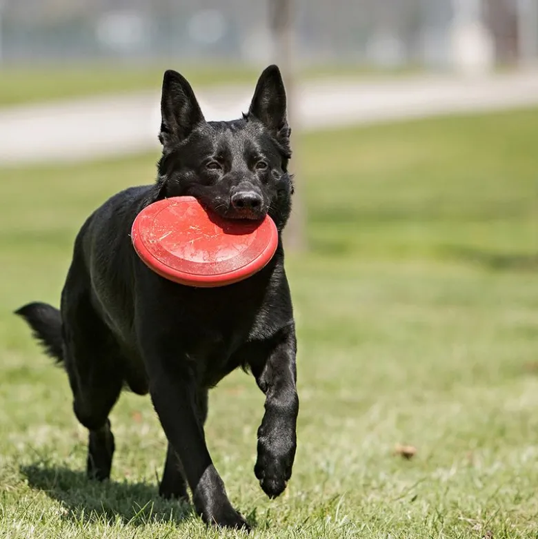 KONG Flyer hundefrisbee