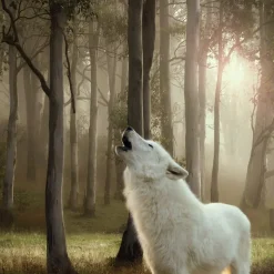 Økonomipakke: 24 x 800 g Wolf of Wilderness "The Taste Of"