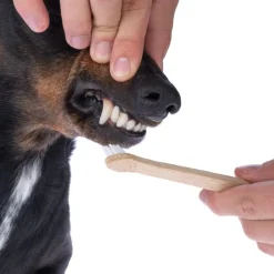 kooa bambus-tandbørste til hunde