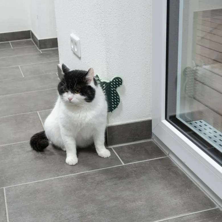 kooa hjørnebørste til katte