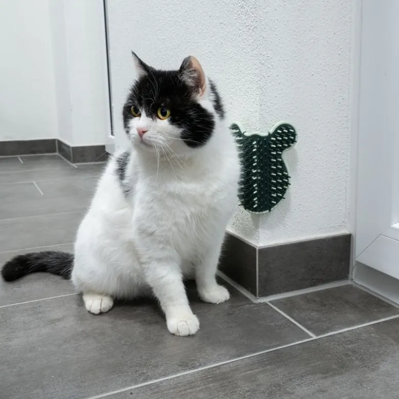kooa hjørnebørste til katte