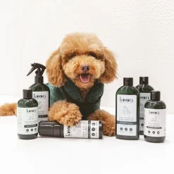 kooa tørshampoo