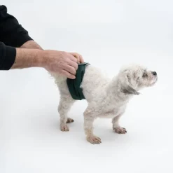 kooa vaskbar ble til hanhunde