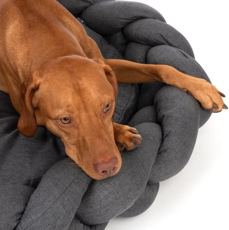 Modern Living hundeseng Durban