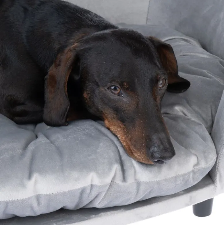 Modern Living hundesofa Nashville