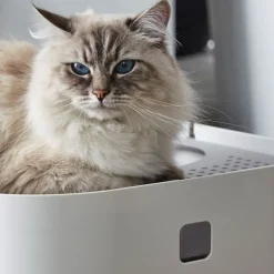 Modkat kattetoilet