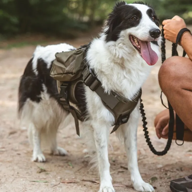Nomad Tales Tactical hundesele