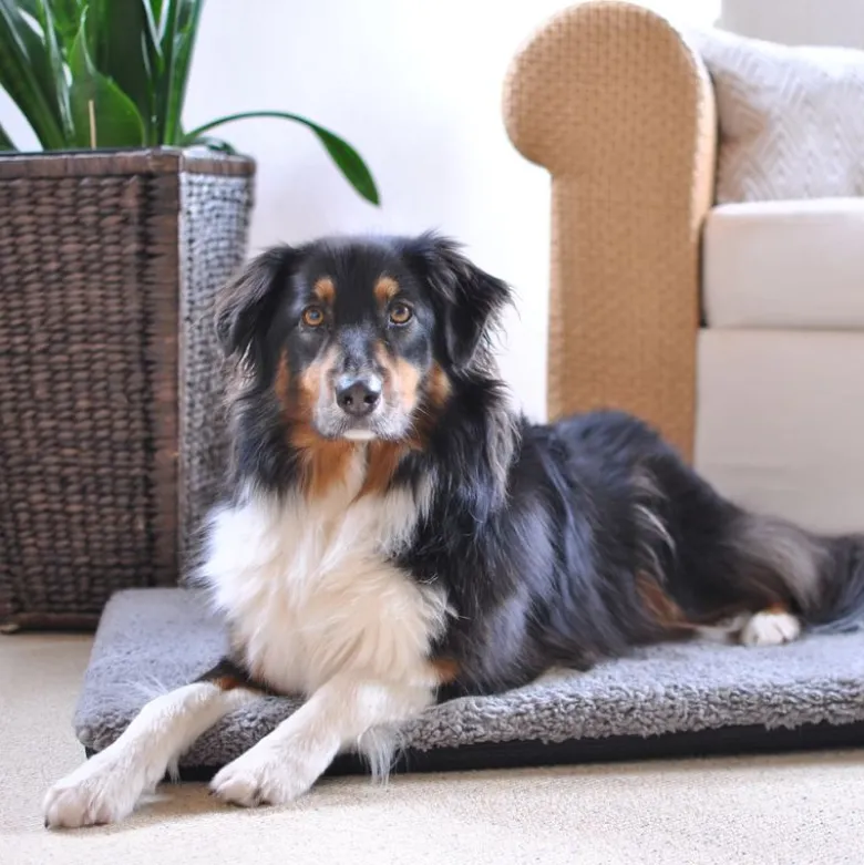 Pawz & Pepper Aurora Ortho Hundepude