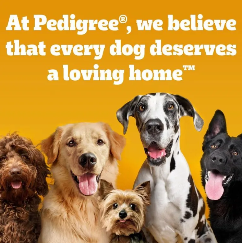 Pedigree Markies