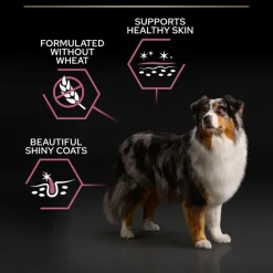 PURINA PRO PLAN Adult 7+ Medium & Large Sensitive Skin Laks & Ris