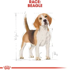 Royal Canin Beagle Adult