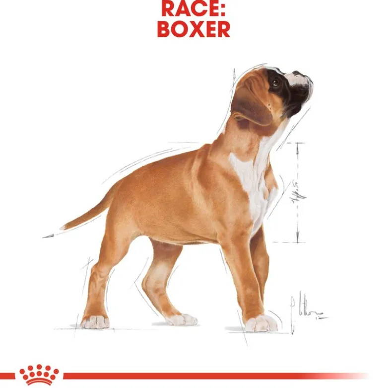 Royal Canin Boxer Puppy