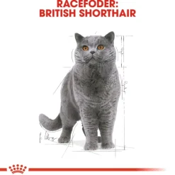 Royal Canin British Shorthair Adult i sauce