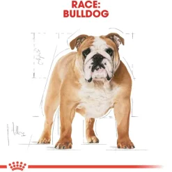 Royal Canin Bulldog Adult