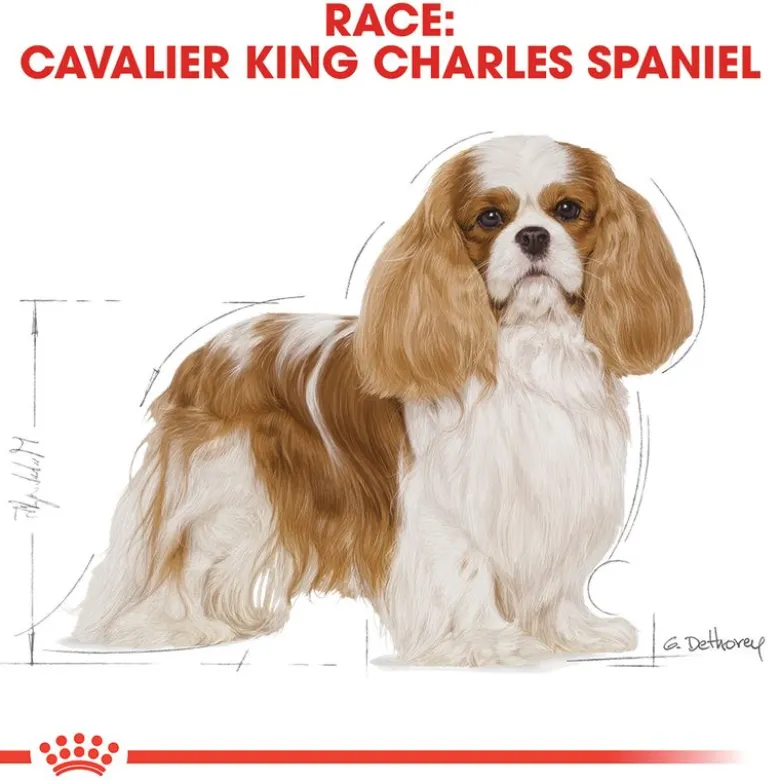 Royal Canin Cavalier King Charles Adult