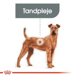 Royal Canin CCN Dental Care Medium