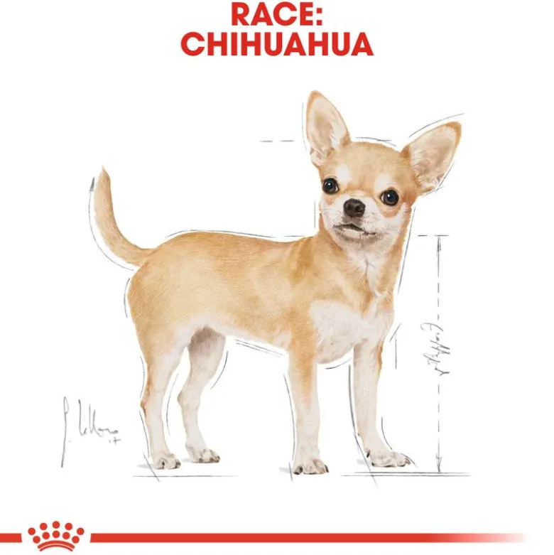 Royal Canin Chihuahua Adult