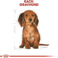 Royal Canin Dachshund Puppy