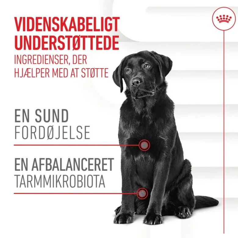 Royal Canin Digestion Adult Supplement tyggesnacks