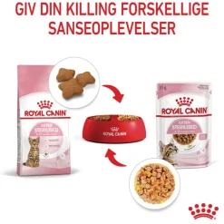 Royal Canin FHN Kitten Sterilised i gelé