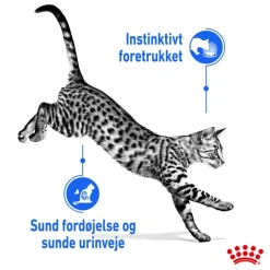 Royal Canin Indoor Sterilised i gelé