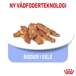 Royal Canin Indoor Sterilised i gelé