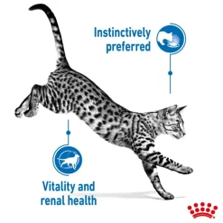 Royal Canin Indoor Sterilised 7+ i gelé