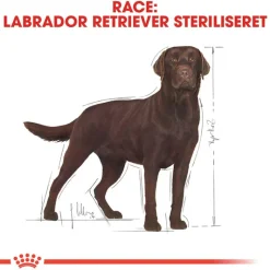 Royal Canin Labrador Retriever Adult Sterilised