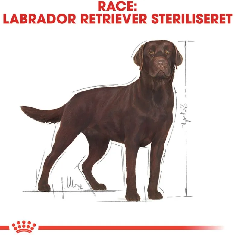 Royal Canin Labrador Retriever Adult Sterilised