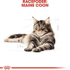 Royal Canin Maine Coon Adult
