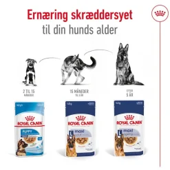 Royal Canin Maxi Adult i sauce