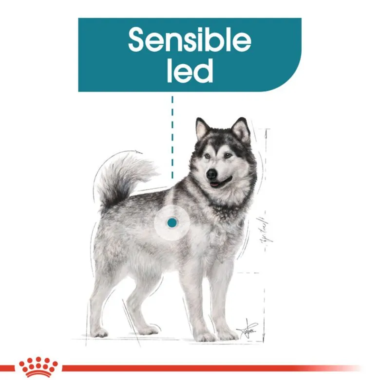 Royal Canin Maxi Joint Care